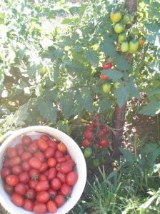 Italia tomato