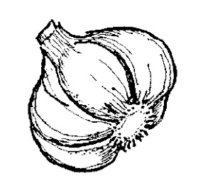 garlic-bulb
